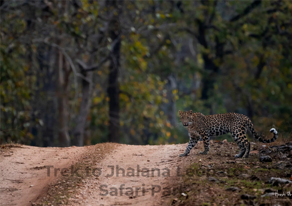 Trek to Jhalana Leopard Safari Park